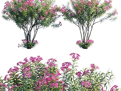 花 现代花树 花