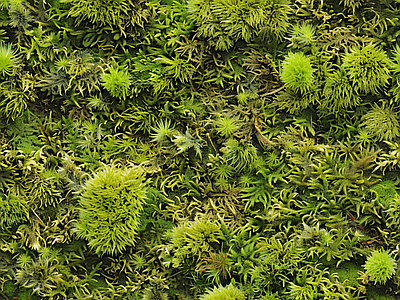 现代自然地面 苔藓 自然 湿润环境 绿色植物 墙地面苔藓