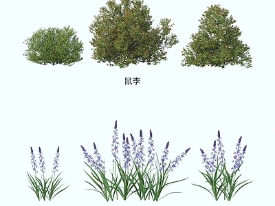 灌木 灌木花草 植物类