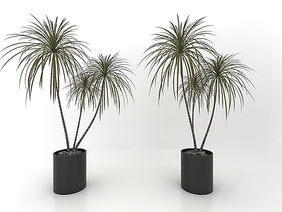现代植物