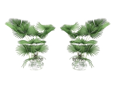现代风格植物