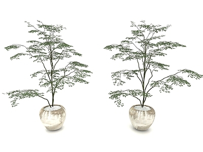 现代风格植物