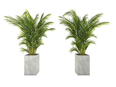 现代风格植物