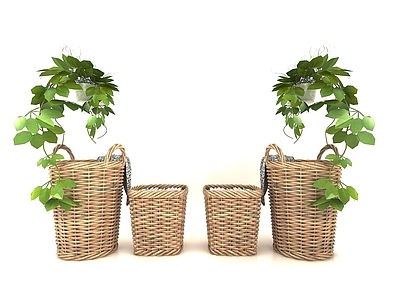 现代风格植物