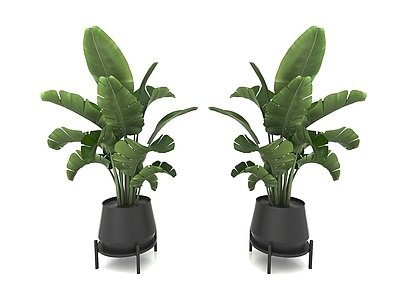 现代风格植物