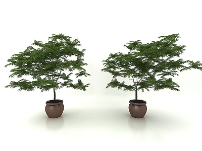 现代风格植物