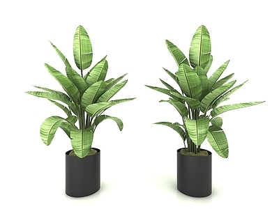 现代风格植物