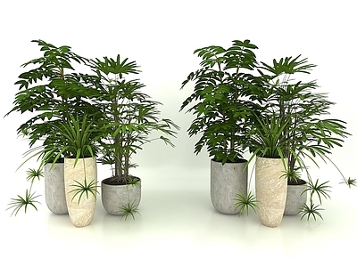 现代风格植物