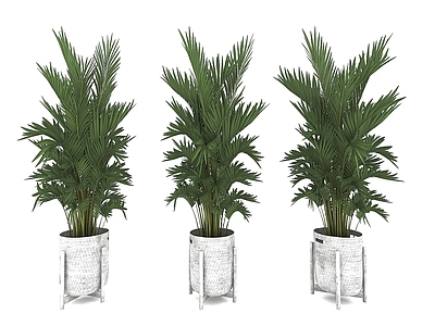 现代风格植物