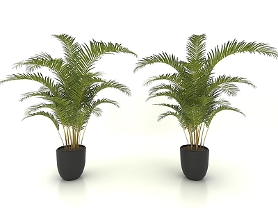 现代风格植物