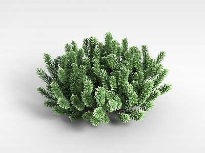现代佛龛 户外植物