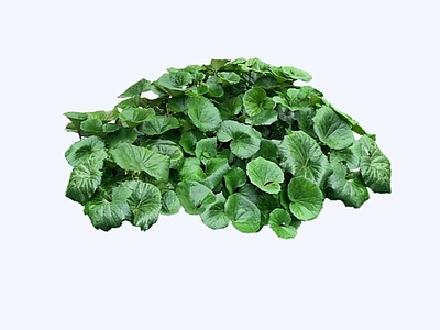 灌木 2D大吴风草