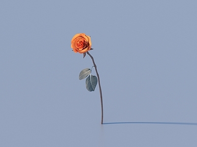 花 花 野花 绿植