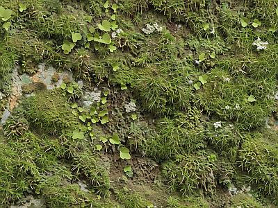 现代自然地面 苔藓 绿色植物 湿润环境 墙地面苔藓 自然