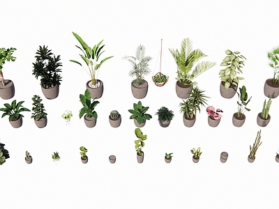 植物组合 植物室内设计 盆栽组合 树池植物组合