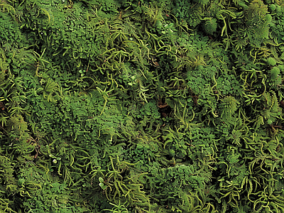 现代自然地面 苔藓 绿色植物 湿润环境 墙地面苔藓 自然