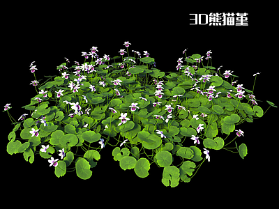 花草 熊猫堇 三色堇 过路黄 姬岩垂草