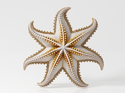 水生类动物 海星 海洋生物 科普教育展览展示 样本标本手办摆件 玩具饰品美陈道具 活动场景游戏道具