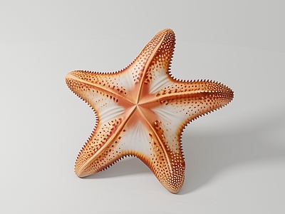 水生类动物 海星 海洋生物 标本样品展览展示 科普教育手办公仔 玩具玩偶饰品装饰 美陈道具游戏道具