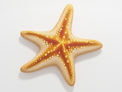 水生类动物 海星 海洋生物 标本样品 展览展示科普教育 手办公仔玩具玩偶 饰品装饰美陈游戏