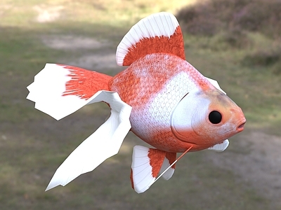水生类动物 土佐金金鱼 动物 生物