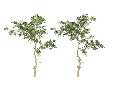现代风格植物