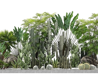 现代热带植物