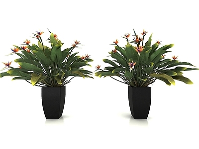 现代风格植物