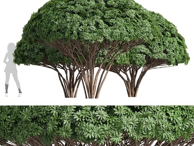 灌木 菊桑塔 灌木