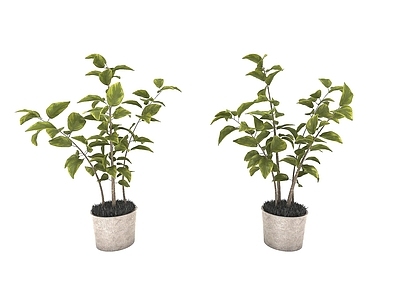 现代风格植物