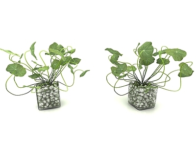 现代风格植物