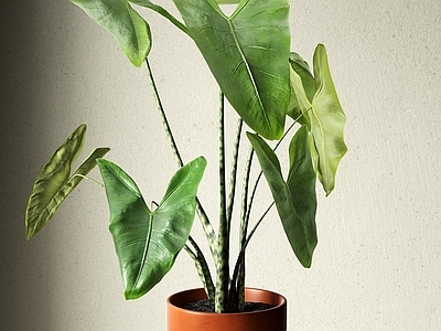 现代绿植花盆马海芋