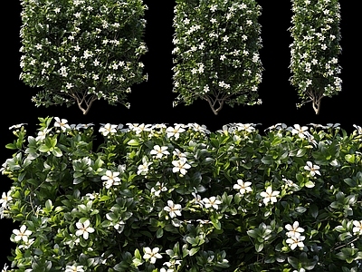 现代绿植栀子花