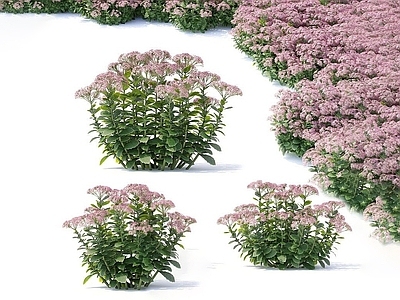 现代赛杜姆花