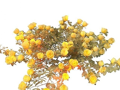 现代黄色玫瑰花
