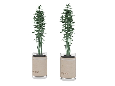 盆栽 植物 盆栽树