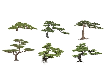 灌木 罗汉松 松树 黑松