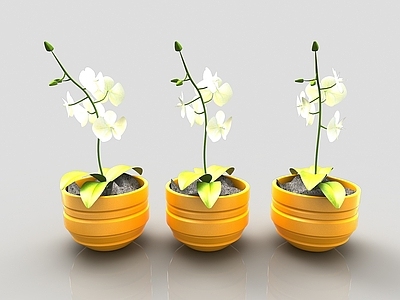 现代风格植物