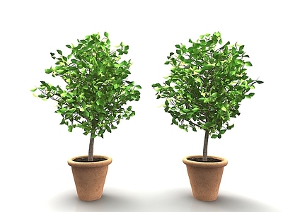 现代风格植物