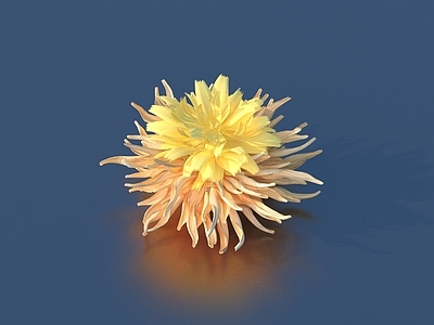 花 鲜花 菊花 花