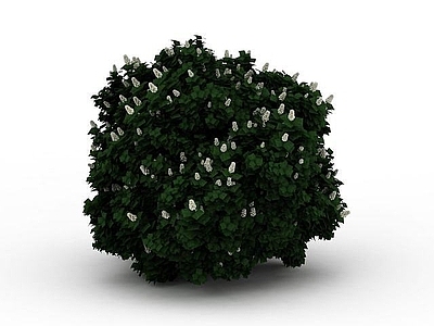 现代灌木 白花灌木