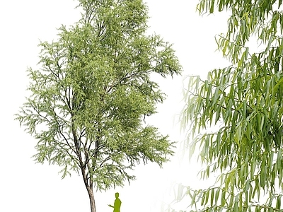 景观树 树木 景观树