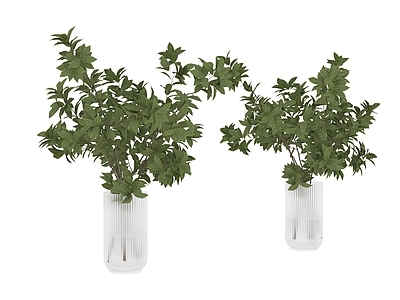 盆栽 植物 盆栽