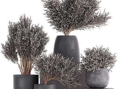 现代植物盆栽