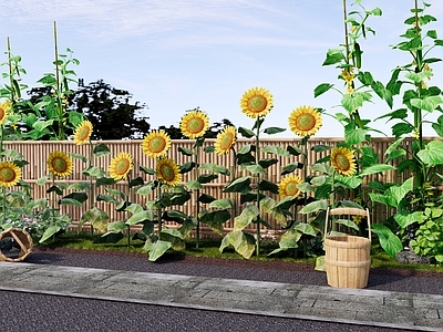 花草 向日葵花卉花境 乡村菜园种植 黄瓜爬藤植物 向日葵庭院花园 花园篱笆