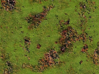 现代自然地面 苔藓 草地 草坪 土壤 公园地面