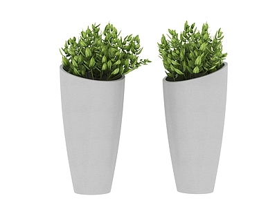 盆栽 植物 盆栽