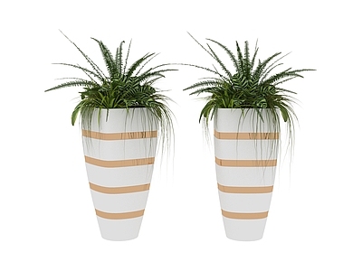 盆栽 植物 盆栽树