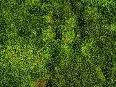 现代自然地面 草坪