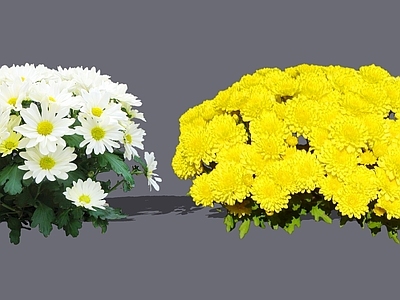 花草 2D菊花 白菊花 杭白菊 黄华 延年